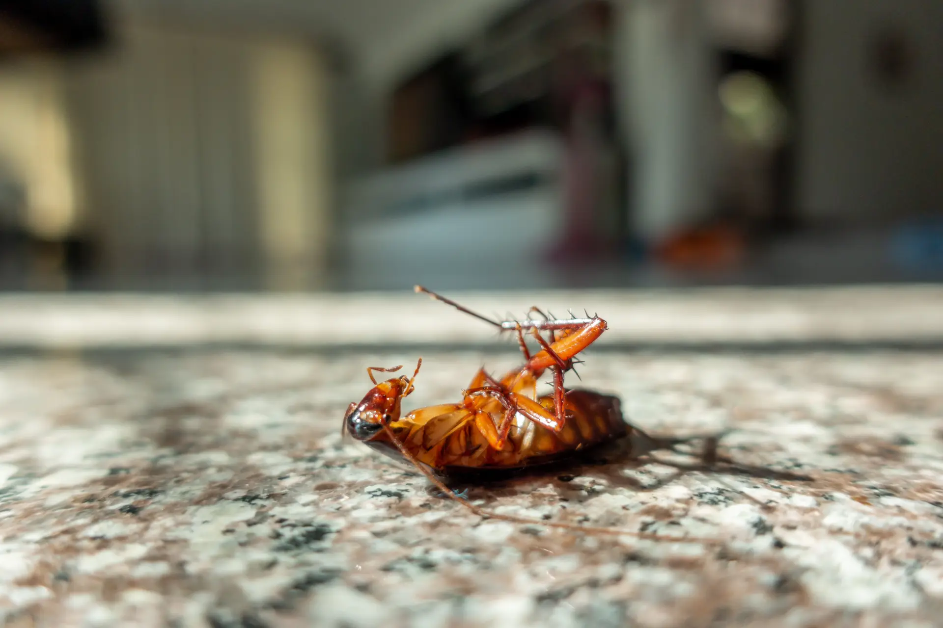 Cockroach Control in Malaysia | LBS Group